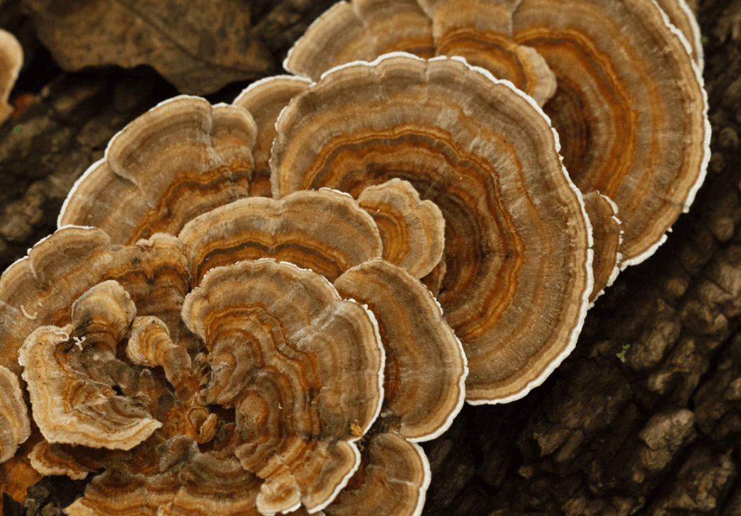 Turkey Tail
