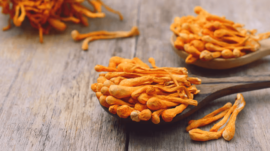 Cordyceps
