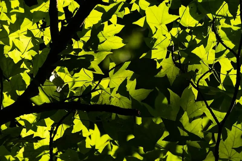 Dappled sunlight through green forest leaves