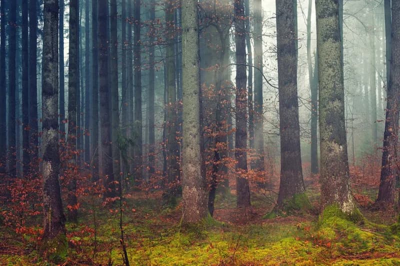 Autumn forest with moss in sunlight