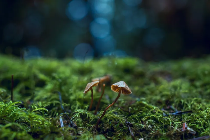 Wild mushrooms growing in natural cluster