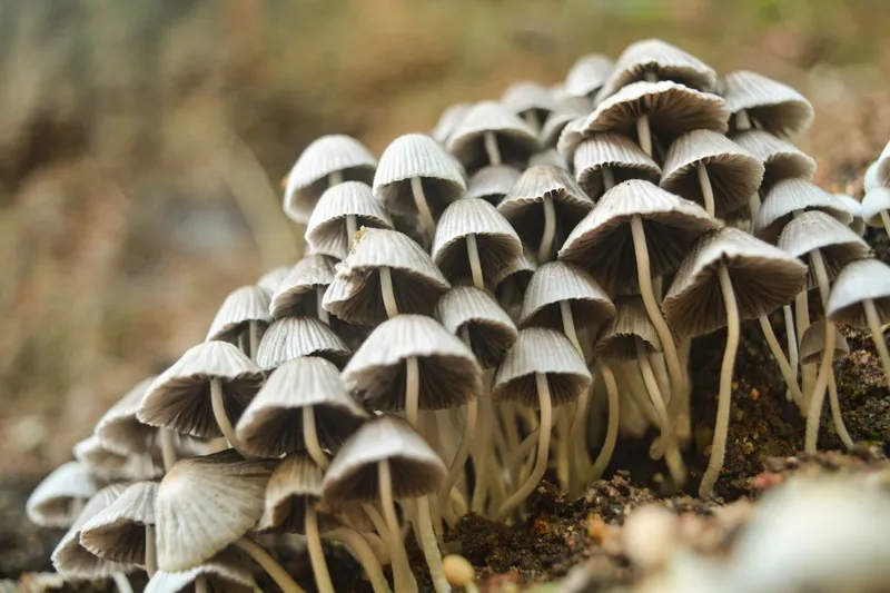 White mushroom cluster growing naturally