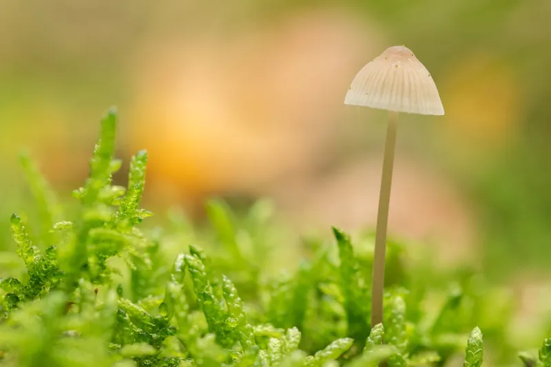 White mushroom in natural setting