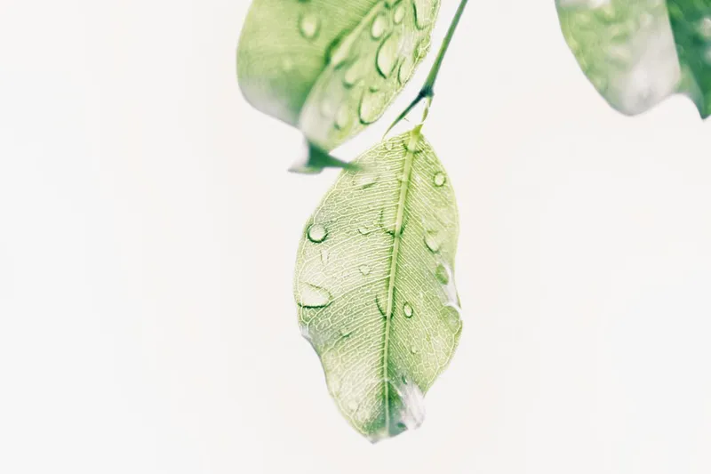 Rain drops on fresh green plant