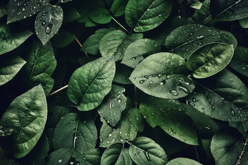 Fresh leaves with rain droplets