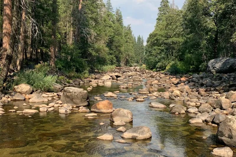 Rocks in river in forest