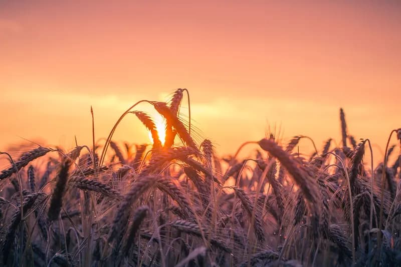 Grass field bathed in golden hour light