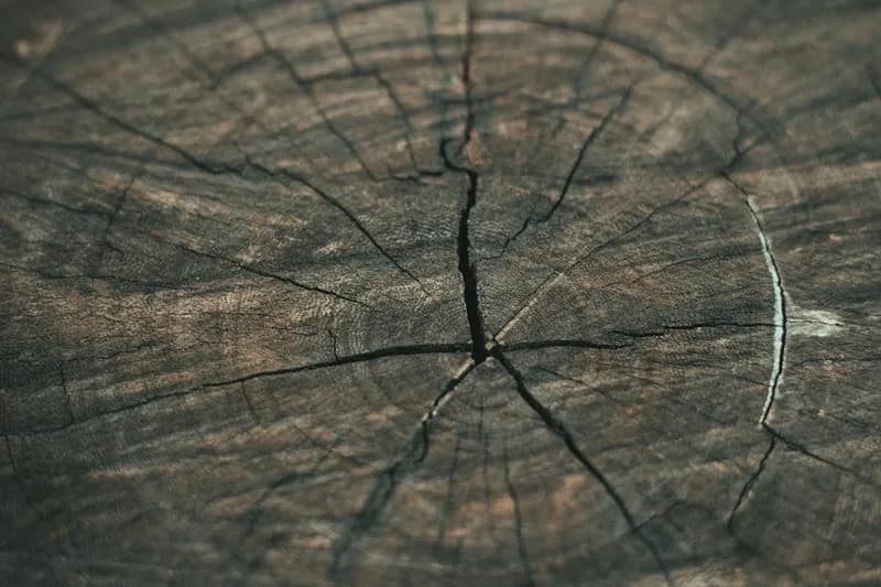 Tree ring showing natural growth patterns