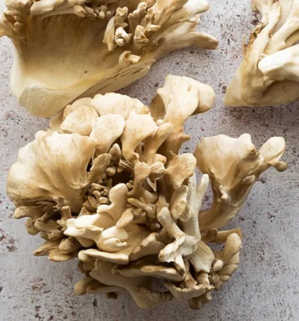 Maitake