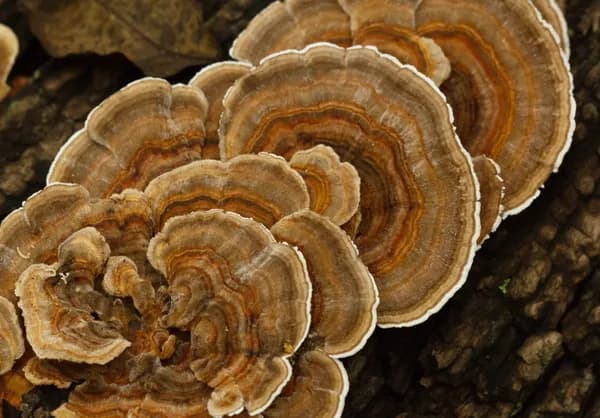 Turkey Tail